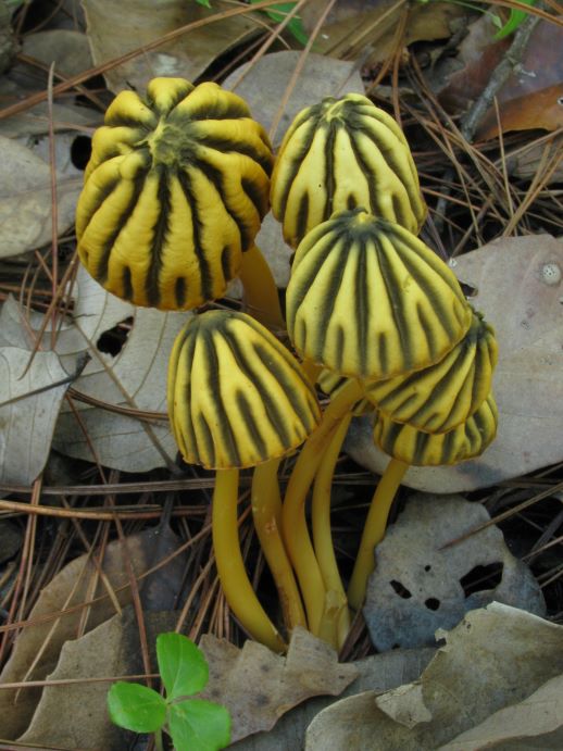 Marasmius_grandiviridis_Wannathes,_Desjardin_&_Lumyong_439639.jpg