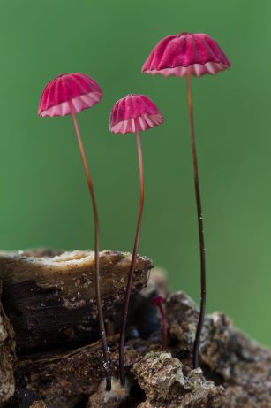 Marasmius_haematocephalus_(Marasmiaceae)_(16001052485).jpg