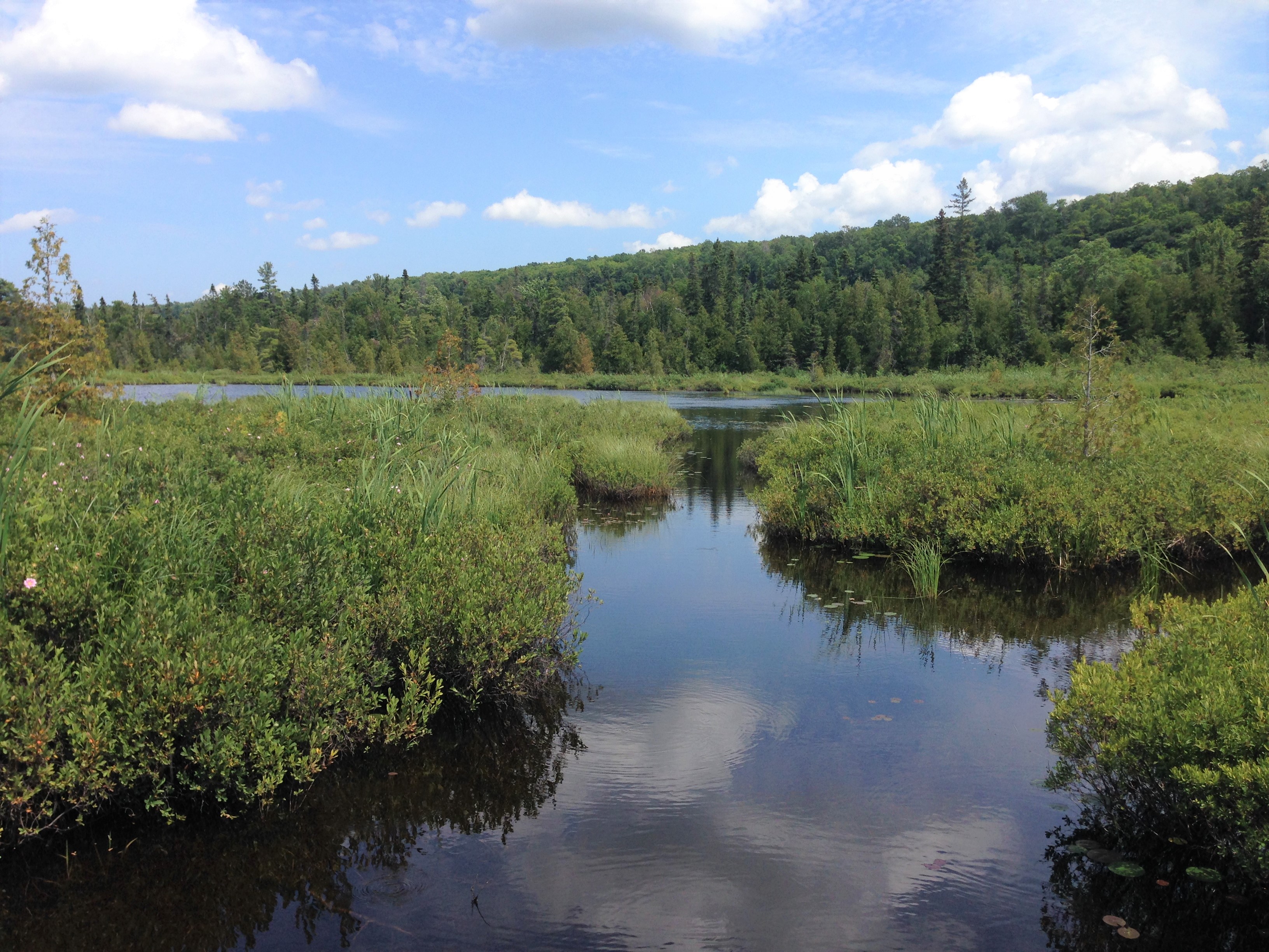 A marsh.jpg