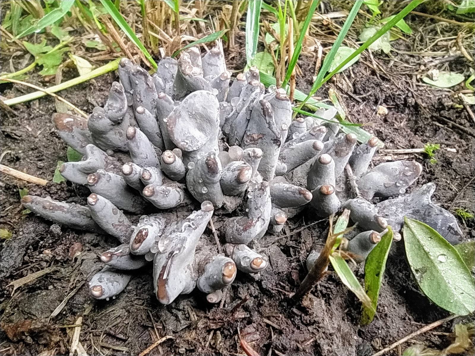 Xylaria polymorpha 1.jpg