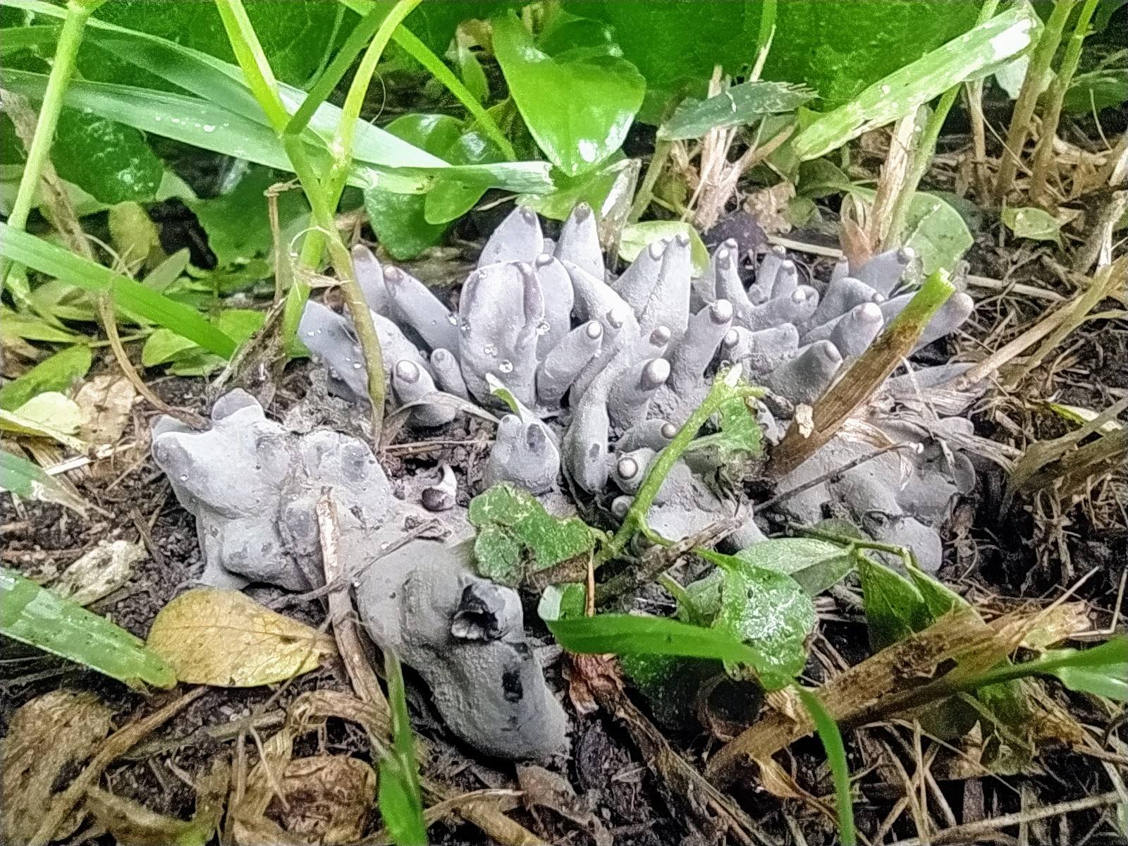 Xylaria polymorpha 2.jpg