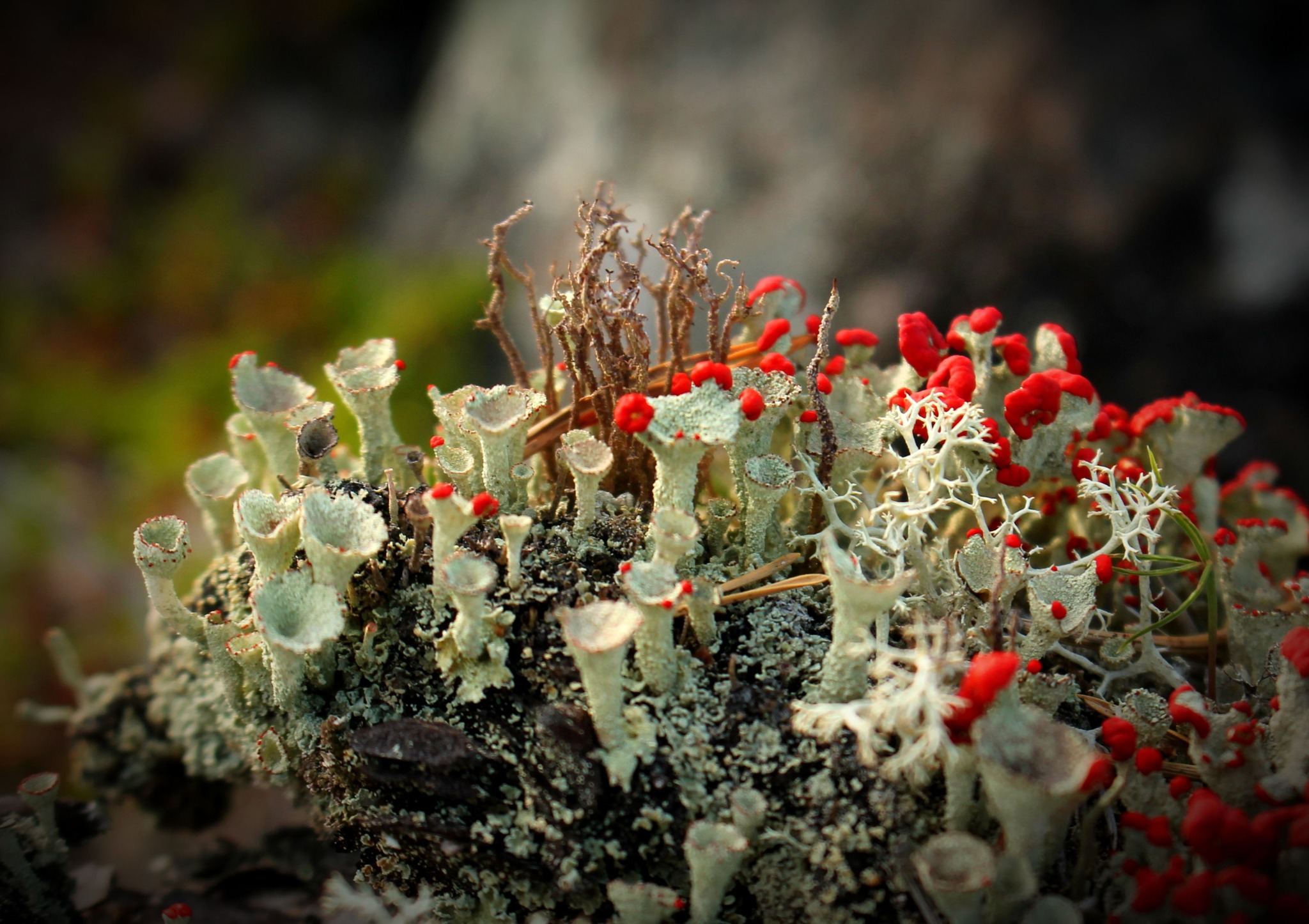 Cladonia.jpg